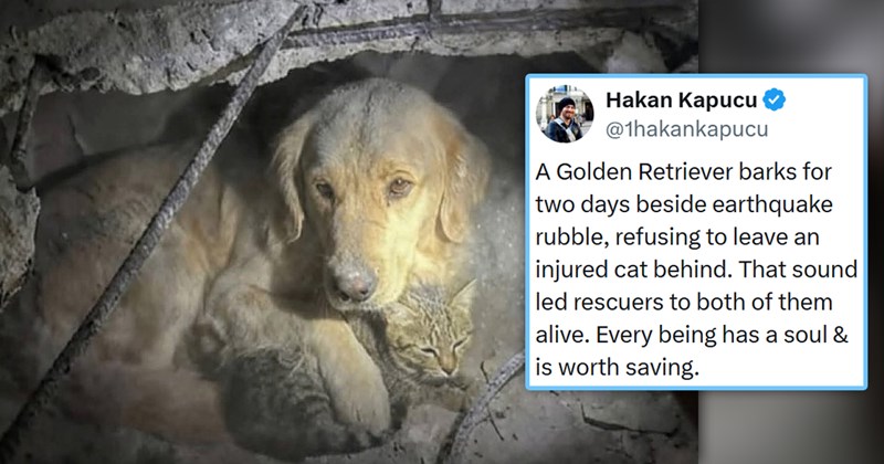funniest cat tweets of the week | thumbnail includes a picture of an dog and a cat covered in dust and one tweet 'Hakan Kapucu ✪ @1hakankapucu A Golden Retriever barks for two days beside earthquake rubble, refusing to leave an injured cat behind. That sound led rescuers to both of them alive. Every being has a soul & is worth saving. 5:44 PM • Feb 21, 2026 - 416.4K Views 126 4.1K 48K 1.4K'