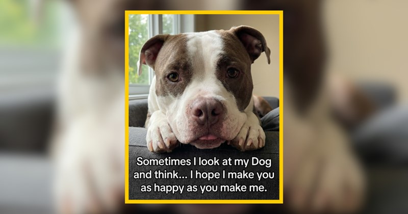 Oh So Friendly Dog Memes to Start Your Day on the Right Paw