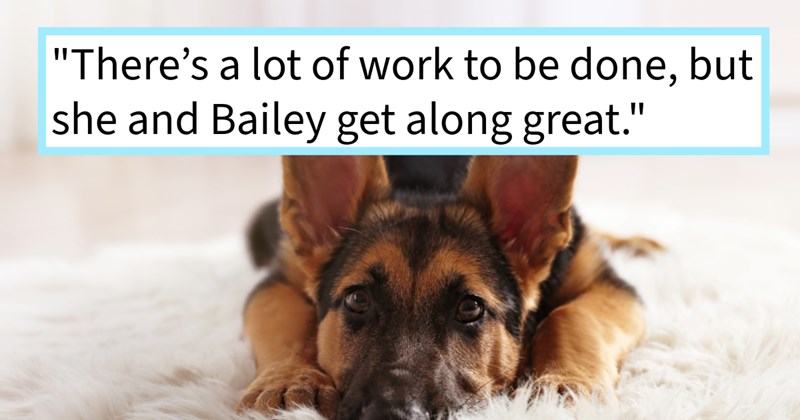 Hero hooman pup bring pawrent justice animal cruelty after catching her red handed lifting dog out trash, ending heartwarming adoption mistreated puppy, woman says: ‘Her name Dixie she’s biggest love bug.’ | thumbnail includes one image which shows a german shepherd puppy lying submissively on a fluffy white carpet ‘“There’s a lot of work to be done, but she and Bailey get along great.”’