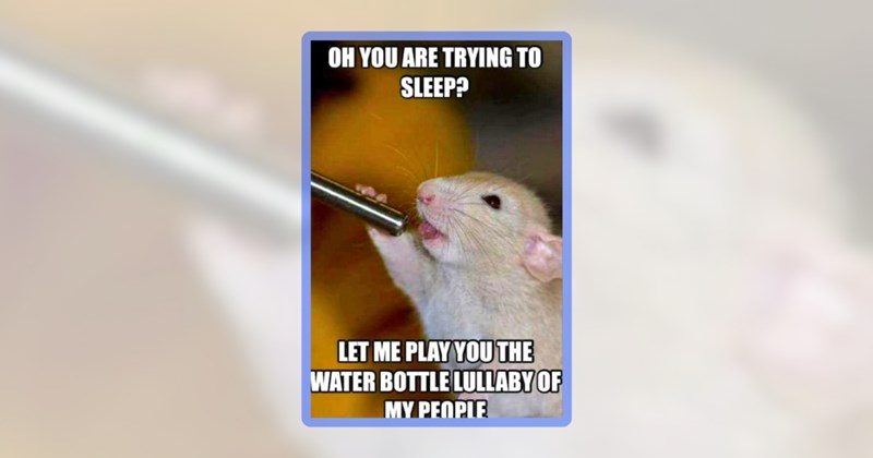 21 rat memes | thumbnail includes one meme including 'OH YOU ARE TRYING TO SLEEP? LET ME PLAY YOU THE WATER BOTTLE LULLABY OF MY PEOPLE'