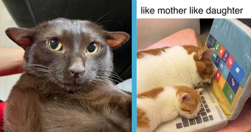 26 posts of cats | Thumbnail includes one picture of a black cat and one meme including 'like mother like daughter VIRON A-L $163 四川 00'