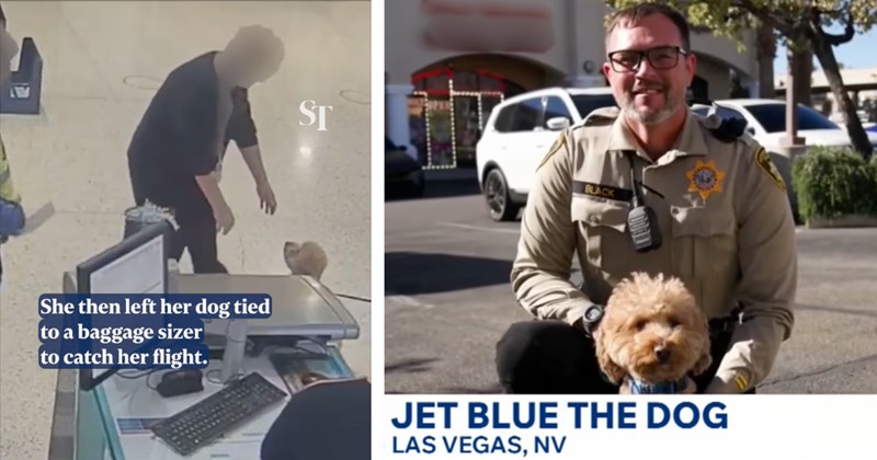Story of a woman getting arrested for abandoning her dog, then the dog gets adopted | Thumbnail includes one picture of a woman approaching a golden doodle including 'She then left her dog tied to a baggage sizer to catch her flight. ST', and one picture of a police officer and a golden doodle including 'LVMPD JET BLUE THE DOG LAS VEGAS, NV'