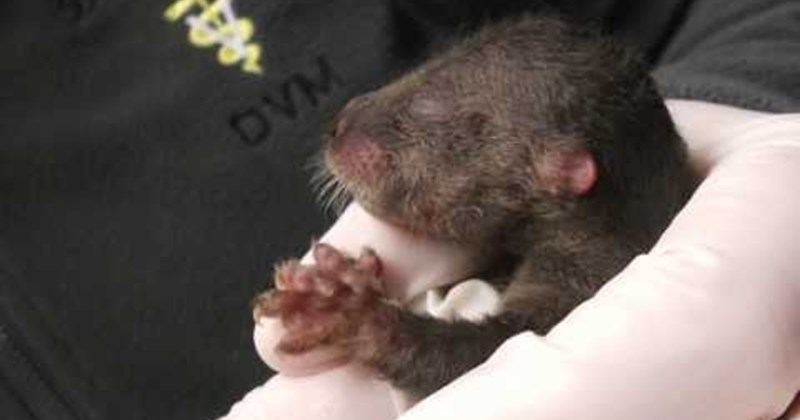 otters squee animals - 58068737