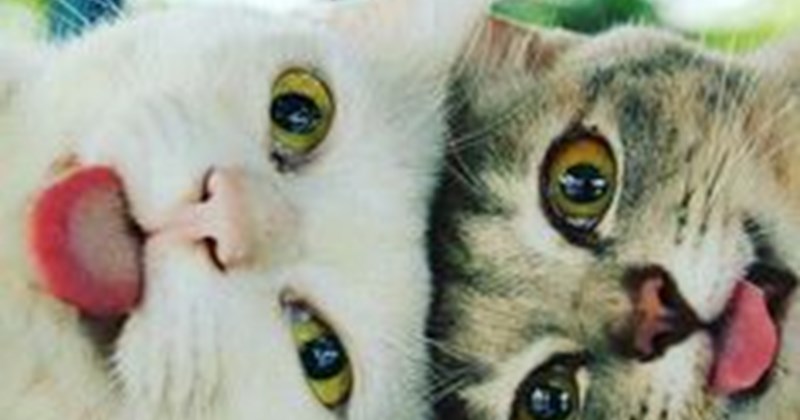 a picture of to cats looking at the camera with their tongues out - cover picture for 10 times that cats have been caught in the mist of what they were doing,