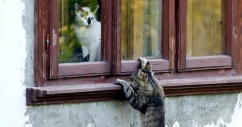 pairs of cats just in time for valentine's day