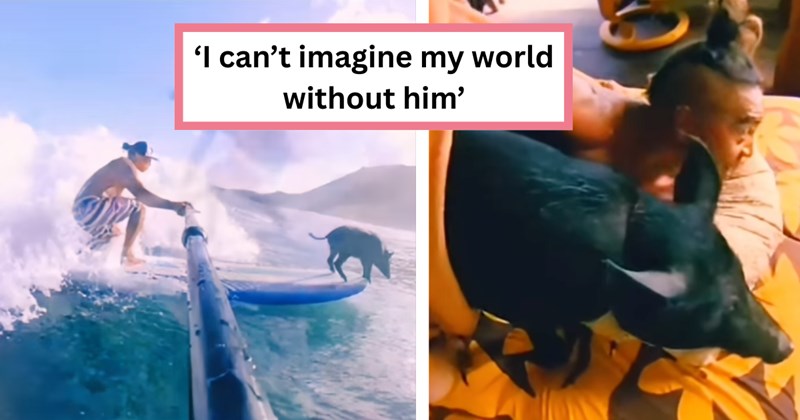 Video and pictures of a video about adopting a wild pig and teaching him to surf | Thumbnail includes one picture of surfing, one picture of a man and a pig, and one picture of text including '‘I can’t imagine my world without him’'