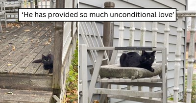 'I knew I was going to get this cat one way or another': A stray kitten who kept coming back finds warmth in the garage and becomes a beloved family cat