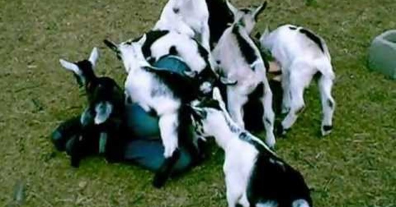 pileup goats Video - 52164353
