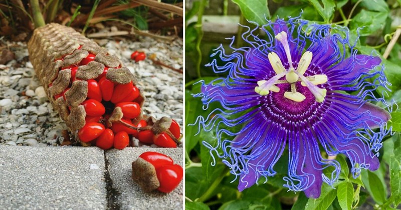 weird plants, strange looking plants, alien plants, unique plants from around the world, creepy plants, unusual flora, bizarre plant species, nature oddities, plant curiosities, weirdest plants ever
