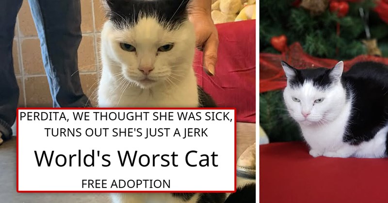 story about the worst cat in the world finally getting adopted | thumbnail includes two pictures of a grumpy cat and an adoption poster 'PERDITA, WE THOUGHT SHE WAS SICK, TURNS OUT SHE'S JUST A J World's Worst Cat Free adoption'