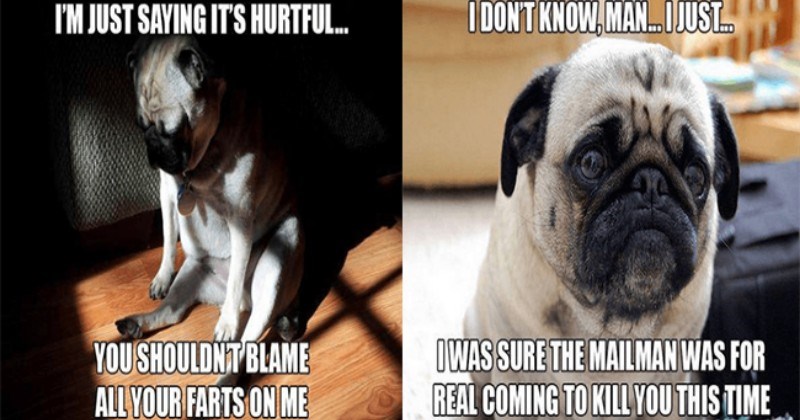 pug dogs thoughts