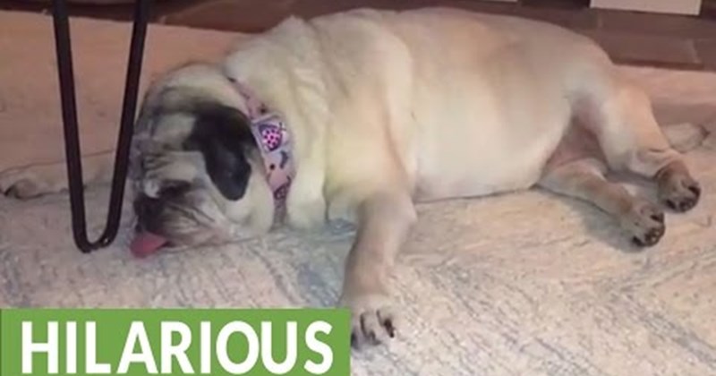 pugs Video - 81412353