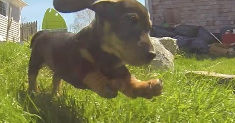 puppies cute Video - 64500737