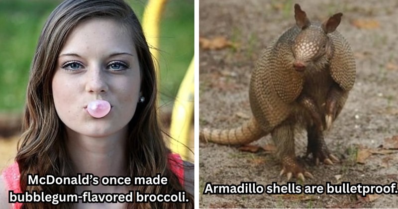 random facts fun trivia weird science facts smart facts conversation starters