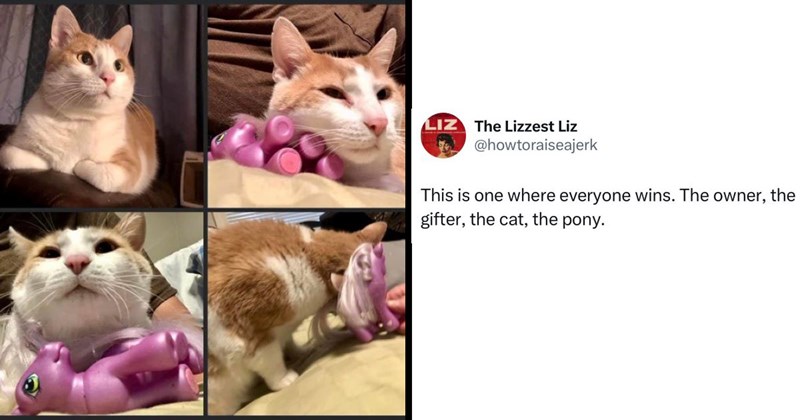 cat, funny cat, twitter, toy, my little pony, toys, pony, twitter reactions, viral tweets, funny cats, tweets, cat tweets, funny tweets, tweet, Cats, twitter discourse