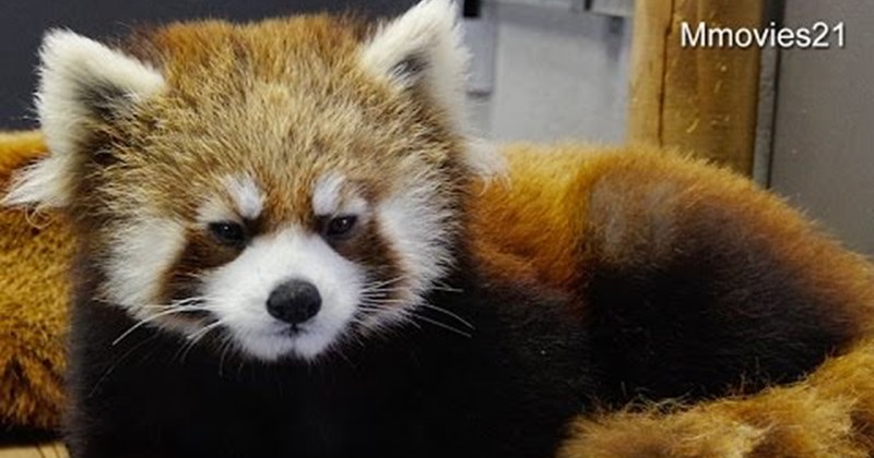 red panda yawn cute Video sleepy - 68610049