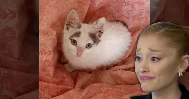 cat cats kitten kittens cute rescue story unique eyebrows