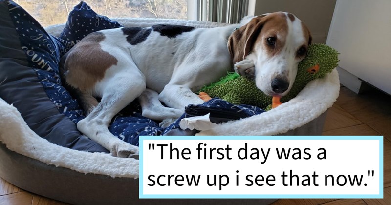 Heartwarming transformation tense shelter dog who struggled settle furever home finally complete after months anxious behaviors, dog dad says: ‘ weird, like month ago he just kinda changed. He so cuddly now.’ | thumbnail includes one image which shows a white brown and black dog lying in a dog bed ‘“The first day was a screw up i see that now.”’