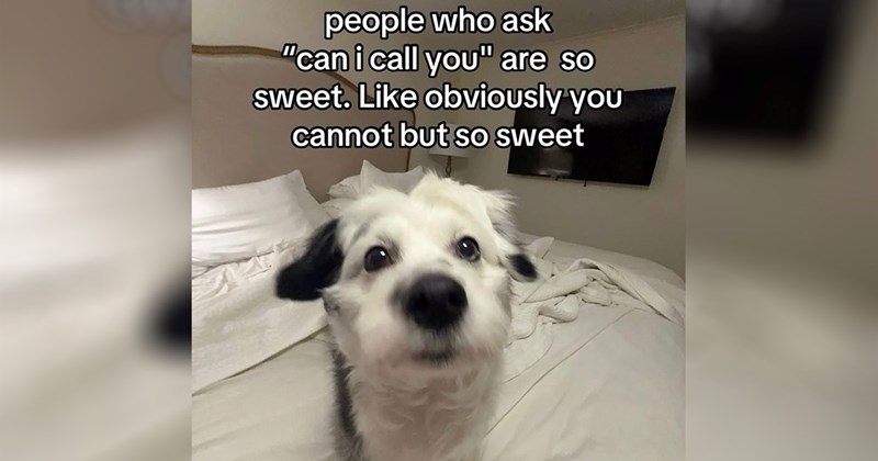 relatable memes work memes random memes silly memes funny memes Memes twitter memes meme silly animal memes funny Funny Memes - 44356613