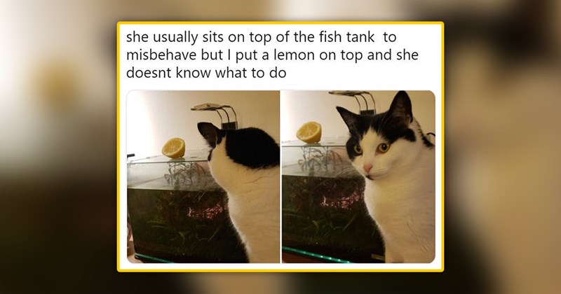 funny cat memes | thumbnail includes one meme of a cat sitting in front of an aquarium with a lemon on it 'she usually sits on top of the fish tank to misbehave but I put a lemon on top and she doesnt know what to do'