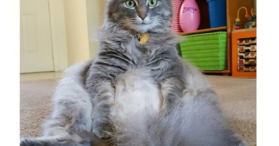 My cat, Remy, has sat like this since the day we brought him home.