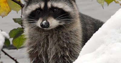 What's All This White Stuff?