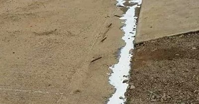 Spilled Milk Brings All the Cats to the Yard