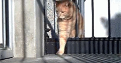 Gotta Squeeze Through