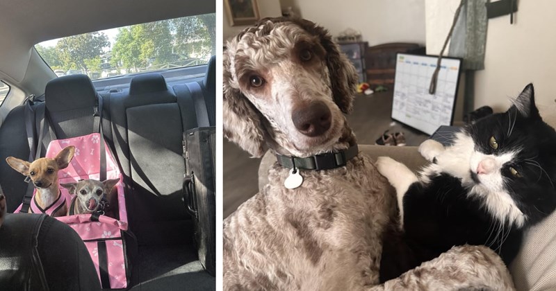 24 Wholesome Pics Puppers Hanging Out Best Fur Friends  | thumbnail includes two images one image shows two small dogs in a pink box riding in the back seat of a car, the other image shows a brown dog cuddling a black and white cat on a couch