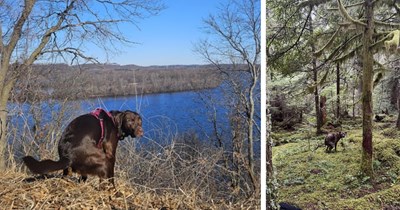 22 Picturesque Pupper Potty Pics of Doggos Doing their Business When Nature Calls   