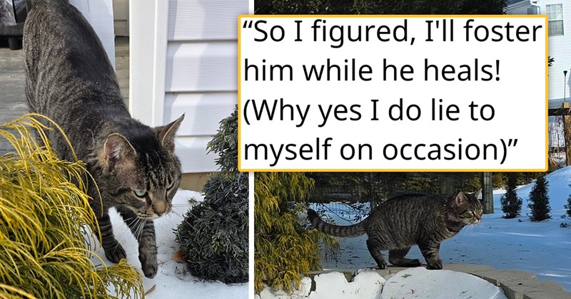 story about a person who didn't want another cat adopting a stray | thumbnail includes two pictures of a standard issue cat walking in the snow outside 'So I figured, I'll foster him while he heals! (Why yes I do lie to myself on occasion)'