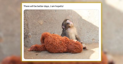 ‘This monkey is going to be ok’: How an orphaned macaque named ‘Punch’ revived hope in a hopeless world