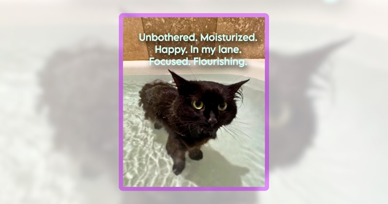 29 cat memes | thumbnail includes one meme including 'Unbothered. Moisturized. Happy. In my lane. Focused. Flourishing.'