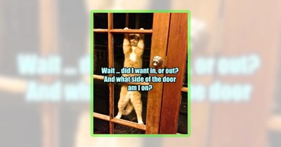 20+ Feline Funnies for Folks Raising Ruckus Cat Kids