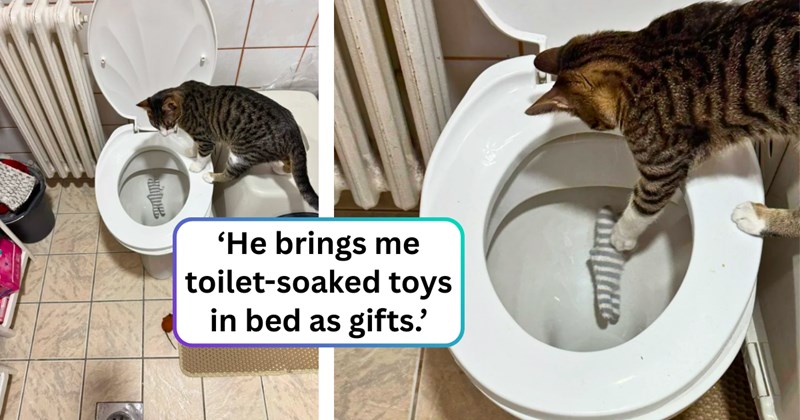 27 text pictures, 3 cat pictures | thumbnail includes two pictures of a cat, and ‘He brings me toilet-soaked toys in bed as gifts.’