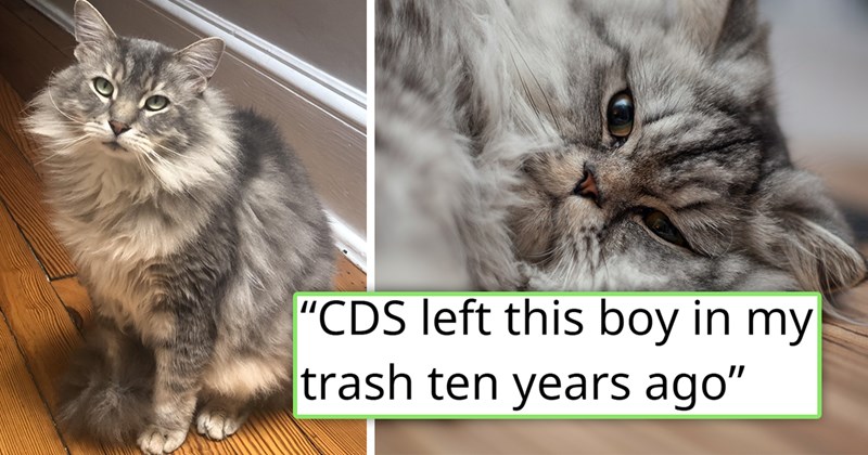 story about a person adopting a cat that they found in the trash | thumbnail includes two pictures of fluffy gray cats 'CDS Left This Boy In My Trash Ten Years Ago'