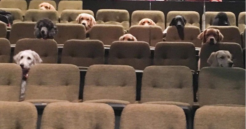 training dogs billy elliot service