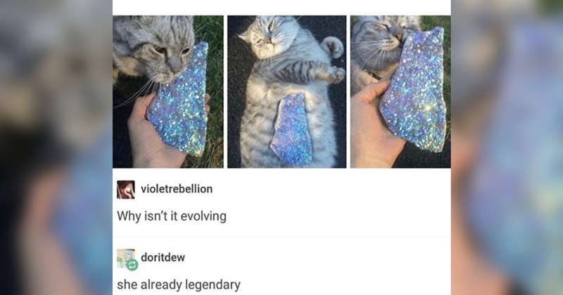 wholesome, wholesome memes, nice, good, positivity, tumblr, memes, funny, funny memes, animals, animal memes, cats, dogs, relationships, friendship, love, family