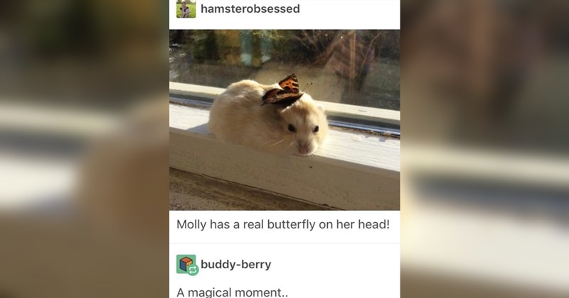 wholesome memes, wholesome, positivity, nice, good, tumblr, tweets, animals, animal memes, cats, dogs, family, love, friendship, relationships, memes, funny, funny memes