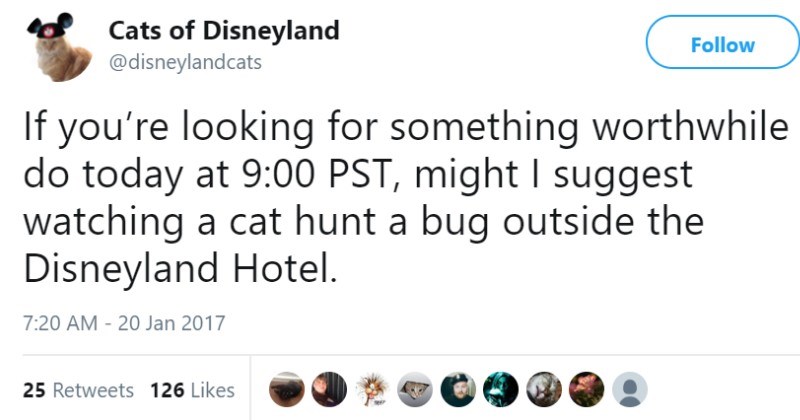 tweets from the cats at disneyland