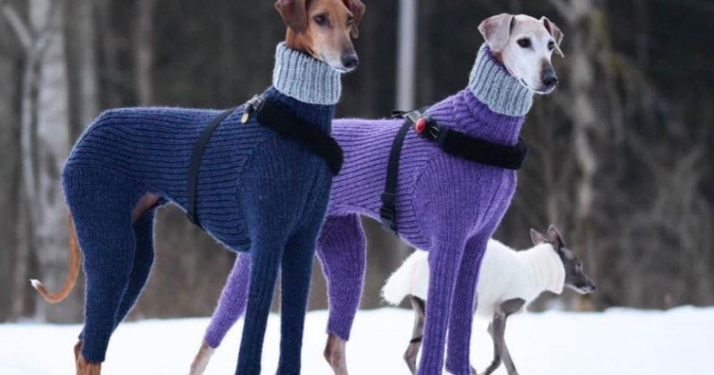 two dogs in matching knitted suits