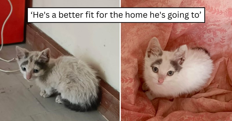 26 pictures of cats and text | thumbnail includes two pictures of a cat and one picture of text including '‘He's a better fit for the home he's going to’' 
