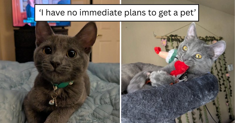 26 pictures of cats and text | thumbnail includes two pictures of a cat and one picture of text including '‘I have no immediate plans to get a pet’' 