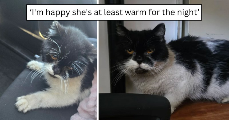 22 pictures of cats and text | thumbnail includes two pictures of a cat and one picture of text including '‘I'm happy she's at least warm for the night’' 