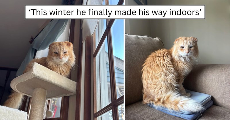 23 pictures of cats and text | thumbnail includes two pictures of a cat and one picture of text including '‘This winter he finally made his way indoors’'