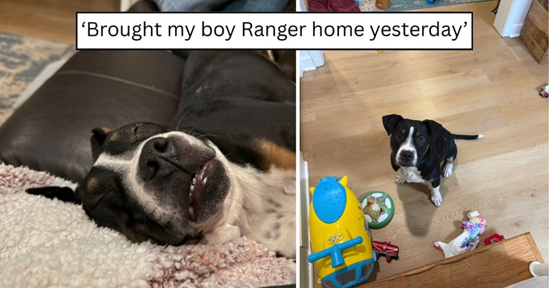 20 pictures of dogs and text | thumbnail includes two pictures of a dog and one picture of text including '‘Brought my boy Ranger home yesterday’' 