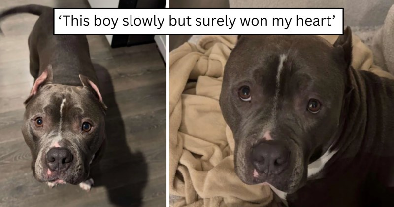 24 pictures of dogs and text | thumbnail includes two pictures of a dog and one picture of text including '‘This boy slowly but surely won my heart’' 