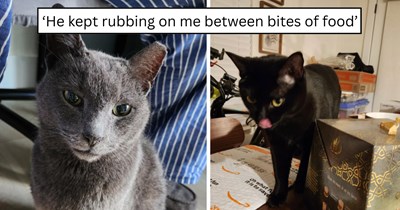 'Guess the CDS knew I needed 6 cats': A friendly gray stray who kept returning for daily meals is finally welcomed inside and becomes the sixth member of this growing furmily