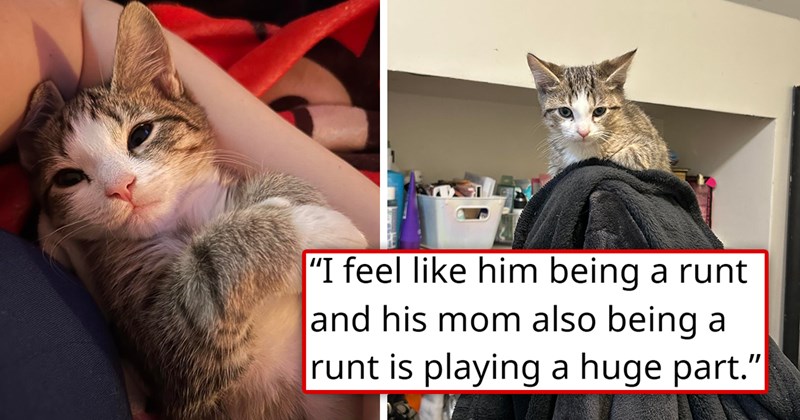 story about a runt of the litter kitten never growing bigger | thumbnail includes two pictures of a very small kitten 'I feel like him being a runt and his mom also being a runt is playing a huge part'