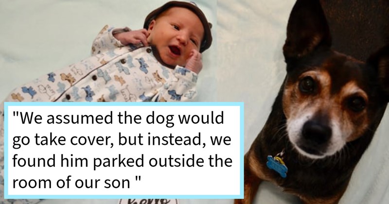 Fearful dog becomes brave protector when hooman sibling joins family, going from being terrified storms his little brother’s guardian during, pawrent says: ‘He wasn't trembling. He laid, stoic’ | thumbnail includes one image which shows a baby wearing a onesie with dogs on it and a dark brown dog with white face lying next to the baby on a bed ‘“We assumed the dog would go take cover, but instead, we found him parked outside the room of our son”’